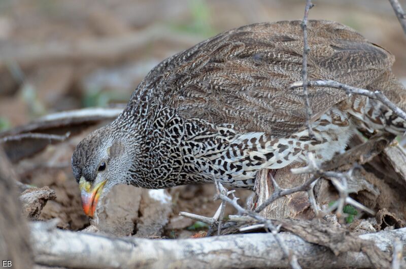 Natal Spurfowladult, identification