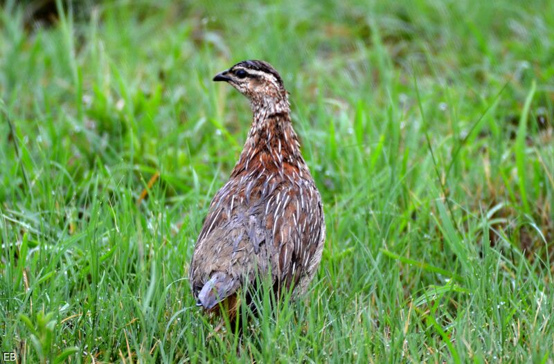 Francolin du Nataljuvénile, identification