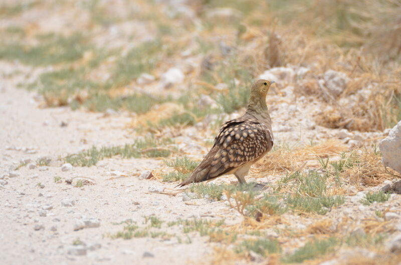 Namaqua Sandgrouseadult