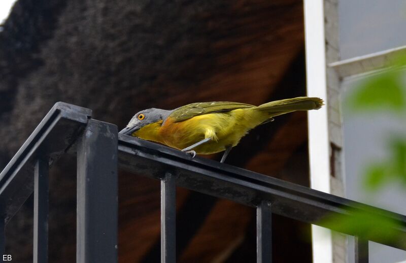 Grey-headed Bushshrikeadult, identification