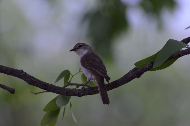 Gobemouche grisadulte, identification