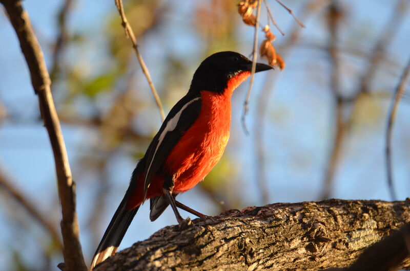 Gonolek rouge et noiradulte, identification