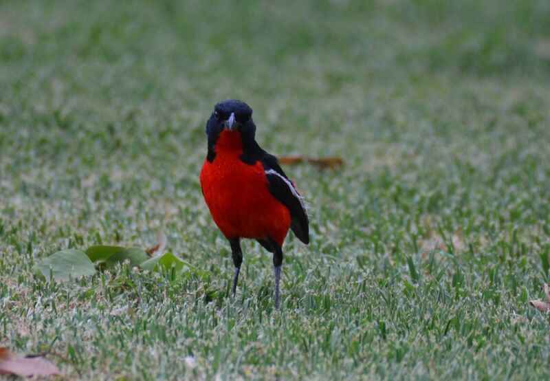 Crimson-breasted Shrikeadult