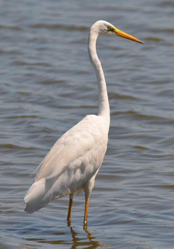 Great Egretadult, identification