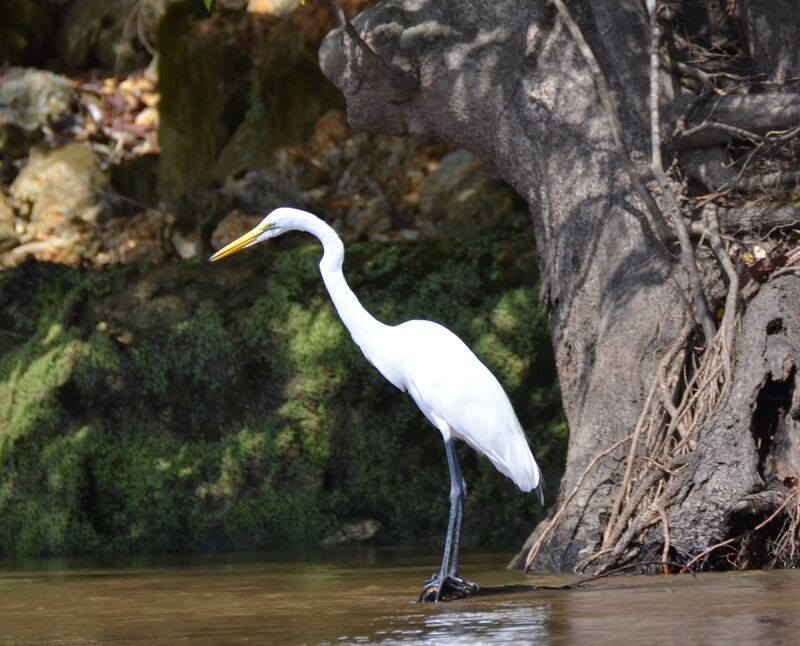 Great Egretadult, identification