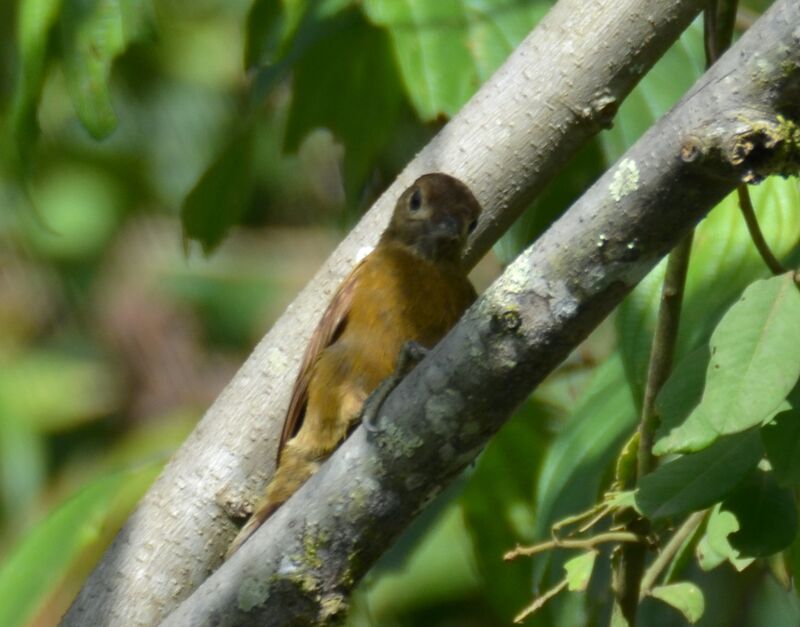 Olivaceous Woodcreeperadult, identification