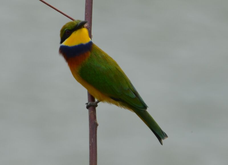 Blue-breasted Bee-eateradult, identification