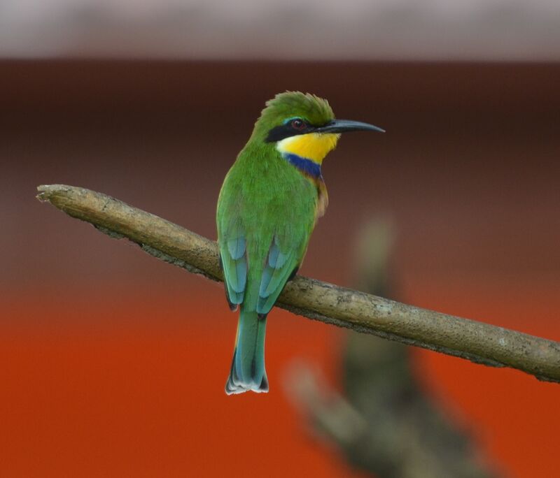 Guêpier à collier bleuadulte, identification