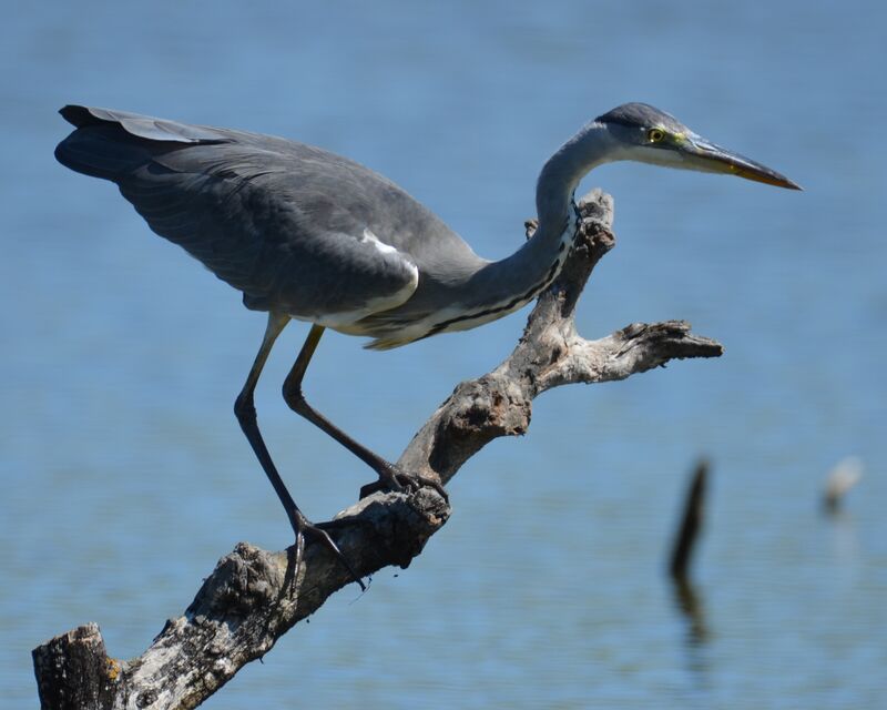 Grey Heronjuvenile, identification