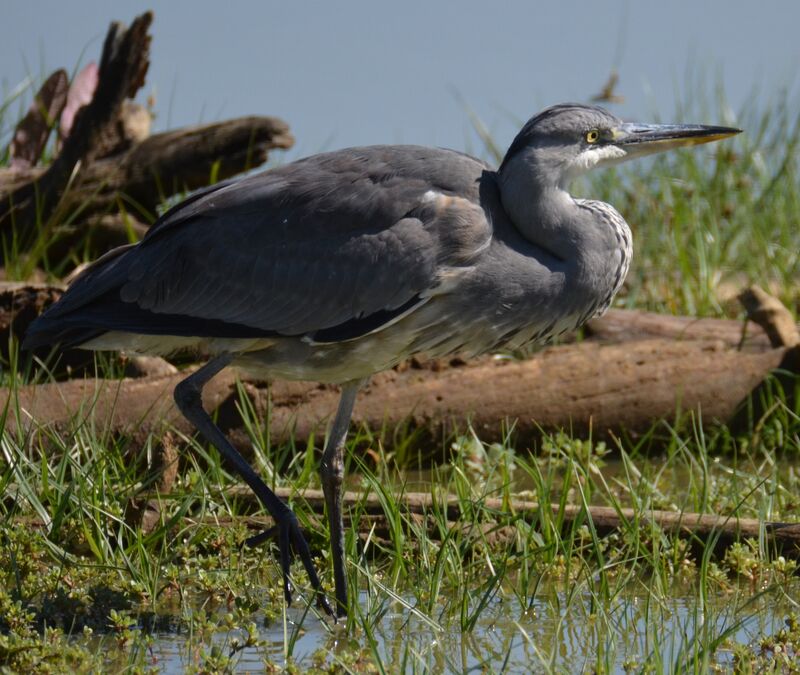 Grey Heronjuvenile, identification