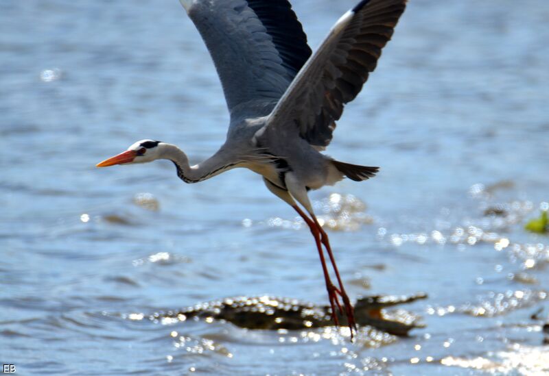 Grey Heron, identification