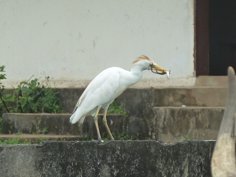 Western Cattle Egret male, feeding habits