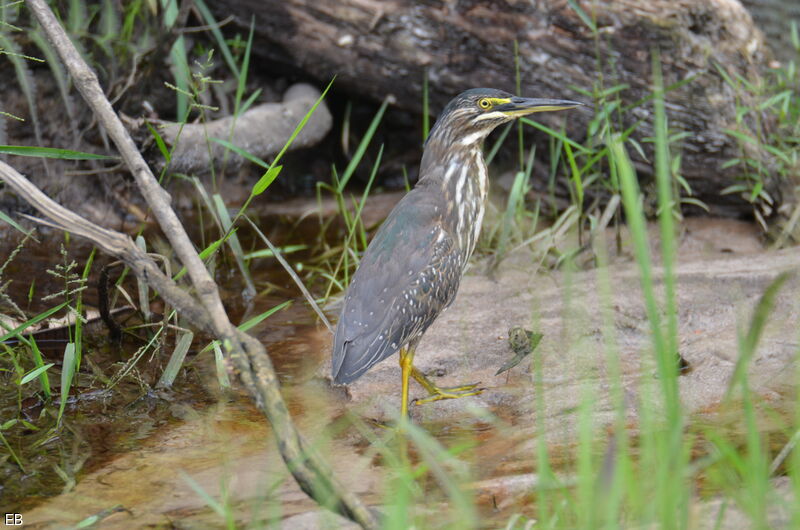 Héron striéadulte, identification