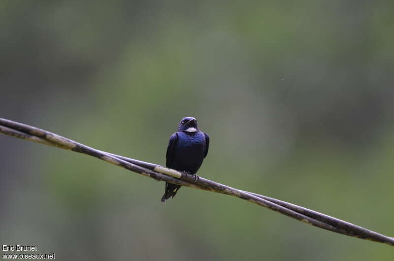 White-bibbed Swallowadult, close-up portrait