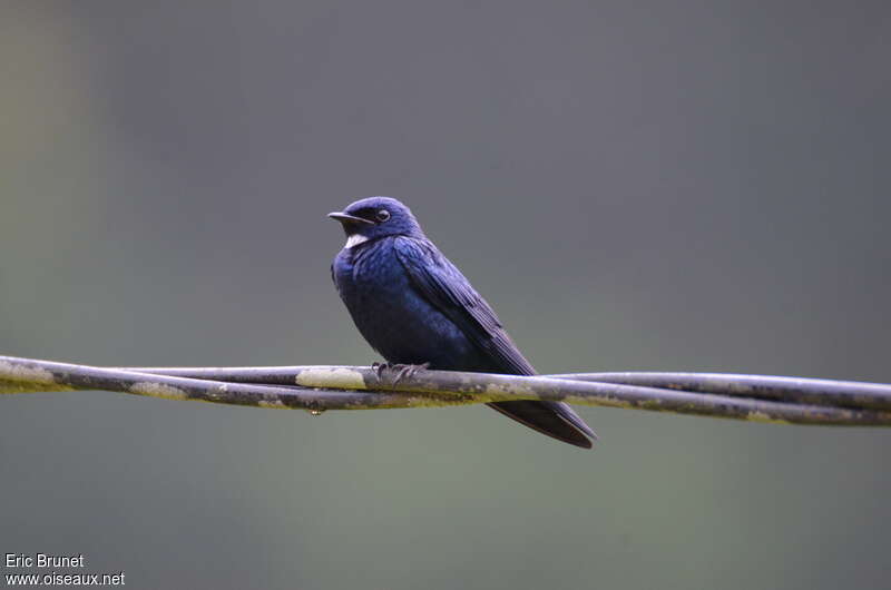 Hirondelle à bavetteadulte, identification