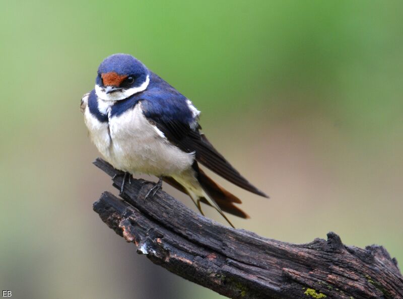 White-throated Swallowadult, identification