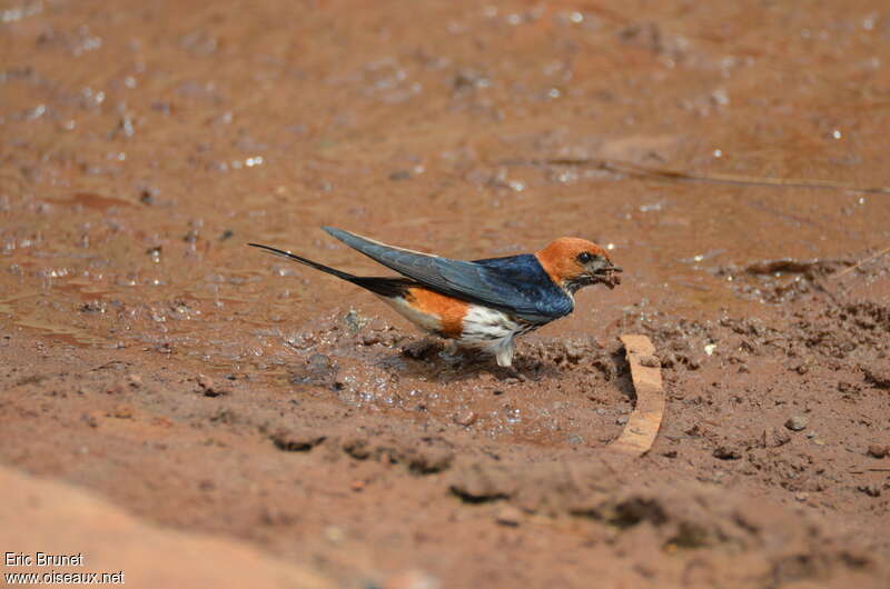 Hirondelle striéeadulte, Nidification