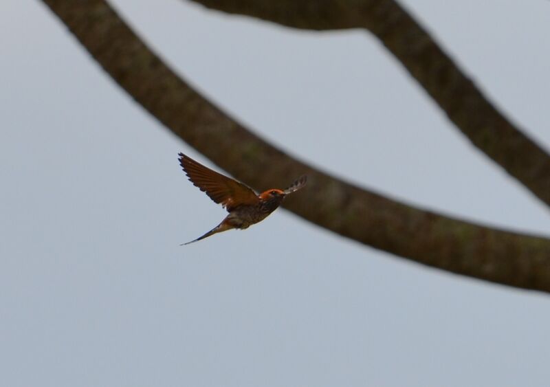 Hirondelle striéeadulte, Vol