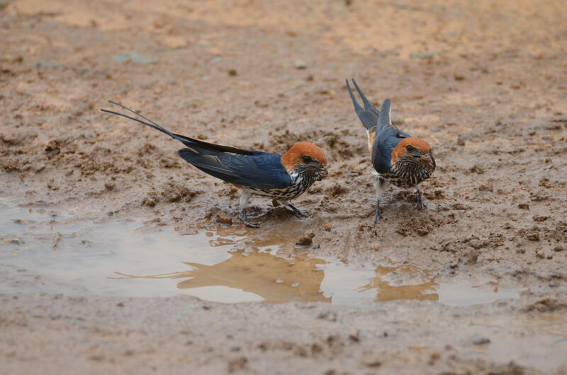 Lesser Striped Swallow, identification, Reproduction-nesting