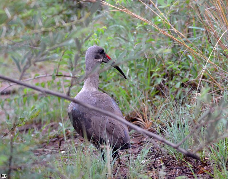 Ibis hagedashadulte, identification