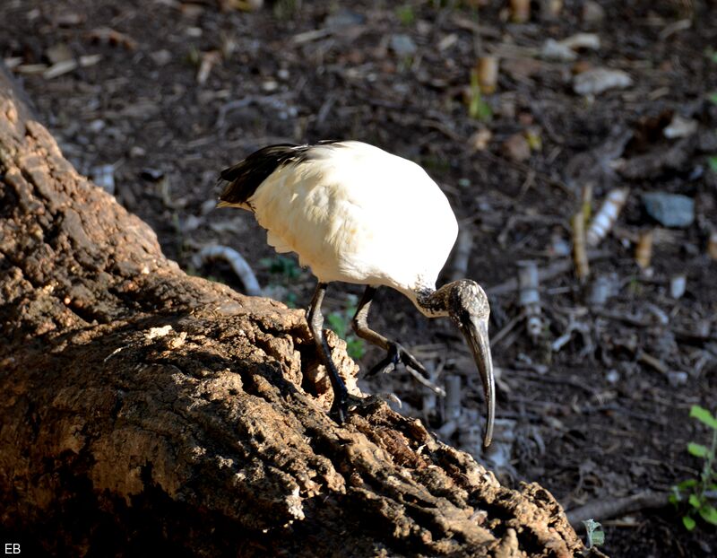 Ibis sacréadulte, identification