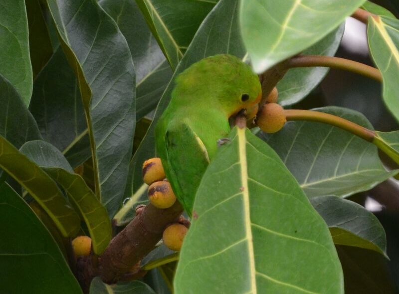 Red-headed Lovebirdadult, feeding habits