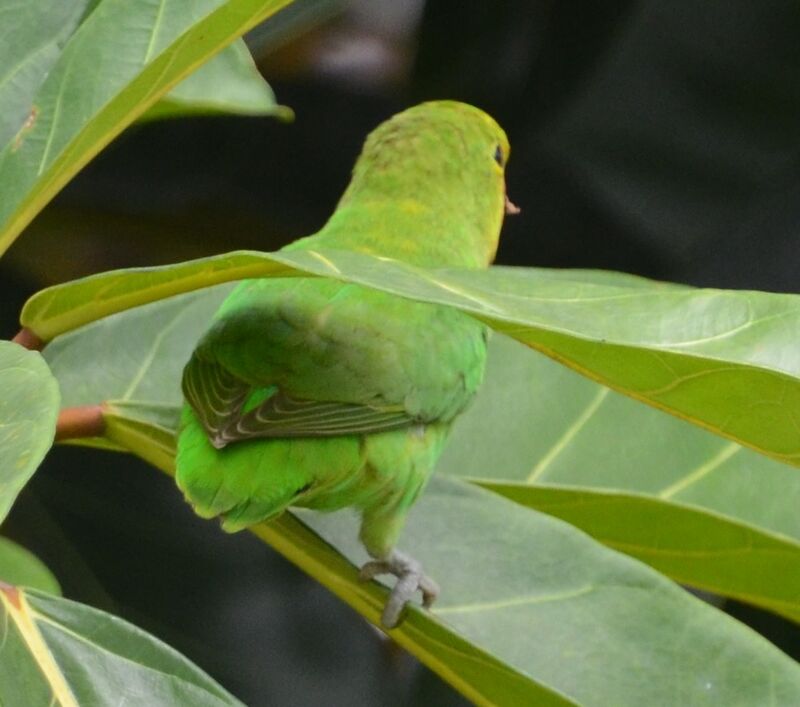 Inséparable à tête rougeadulte, identification