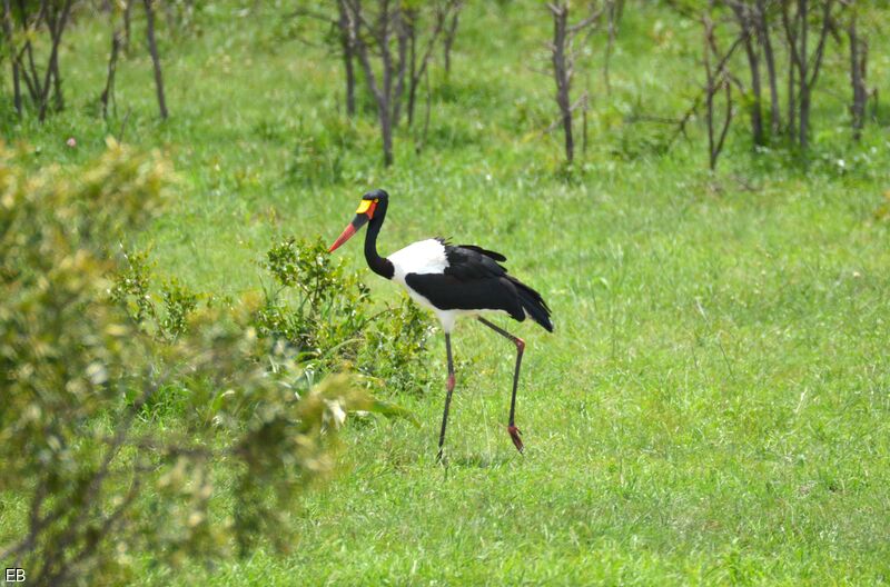 Jabiru d'Afriqueadulte, identification