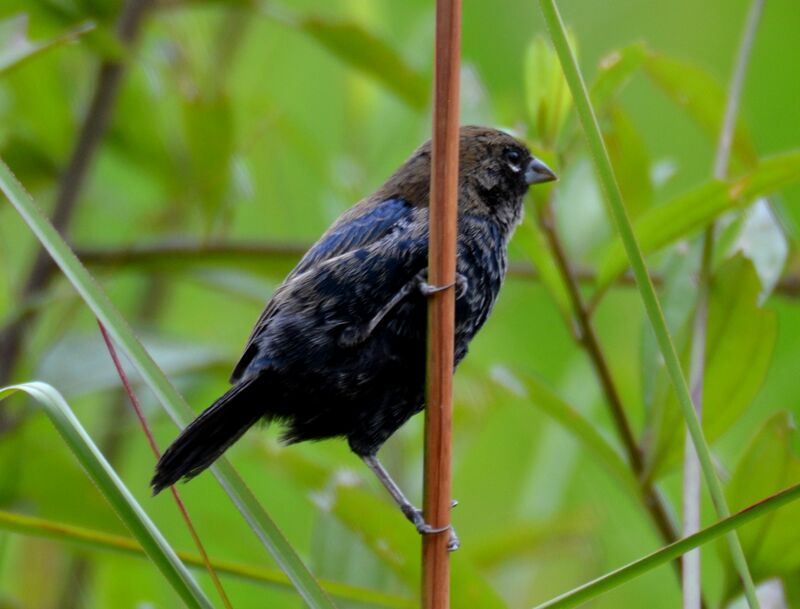 Blue-black Grassquitadult, identification