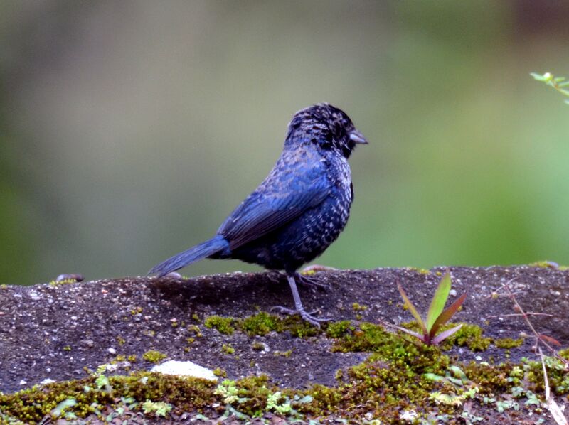 Blue-black Grassquitadult, identification