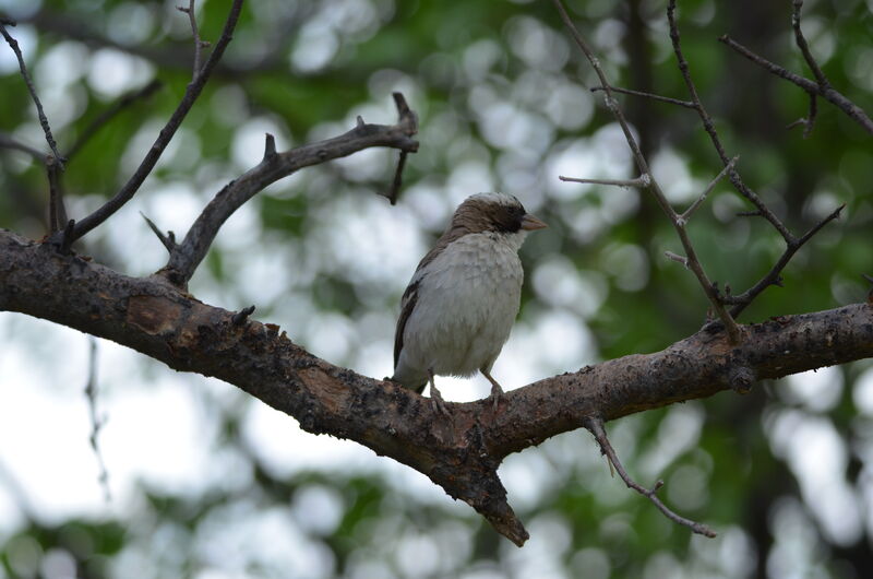 White-browed Sparrow-Weaveradult, identification