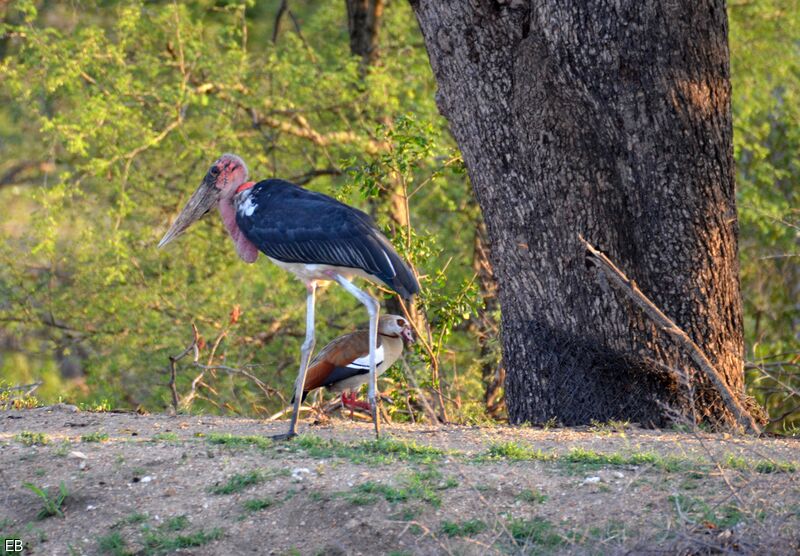 Marabou Storkadult, identification