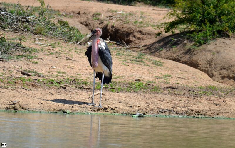 Marabou Storkadult, identification