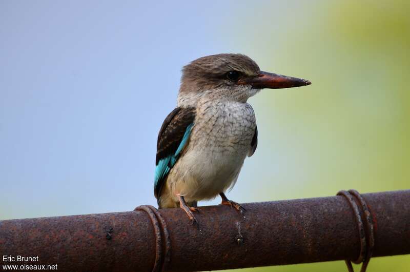 Brown-hooded Kingfisher male immature, identification