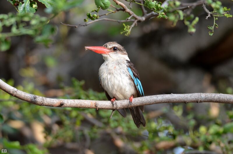 Brown-hooded Kingfisheradult, identification