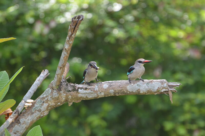 Woodland KingfisherFirst year, feeding habits, Behaviour