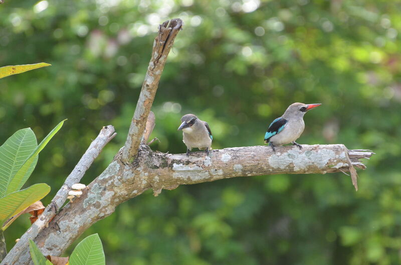 Woodland KingfisherFirst year, Behaviour