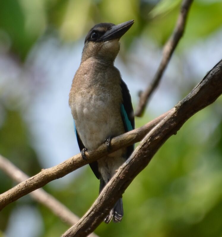 Martin-chasseur du Sénégaljuvénile, identification