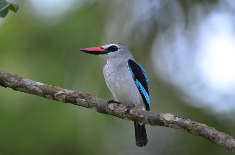 Martin-chasseur du Sénégal, identification