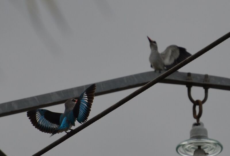 Woodland Kingfisher adult, Behaviour