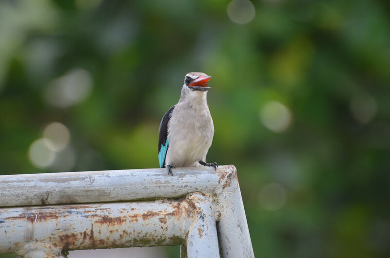 Woodland Kingfisheradult, song