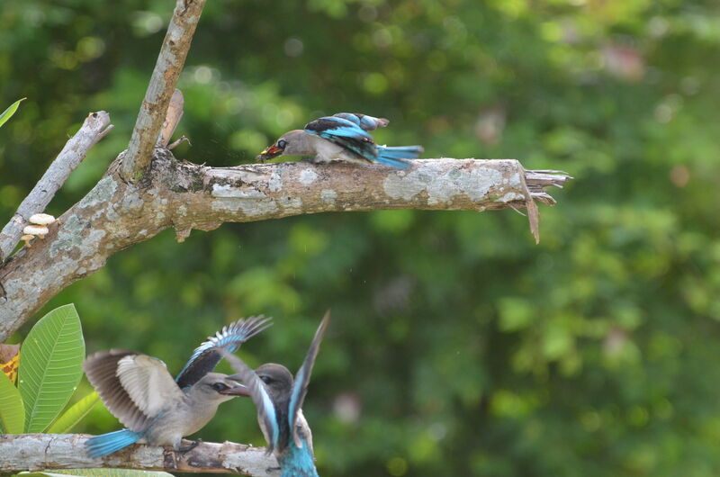 Woodland Kingfisher First year, Behaviour