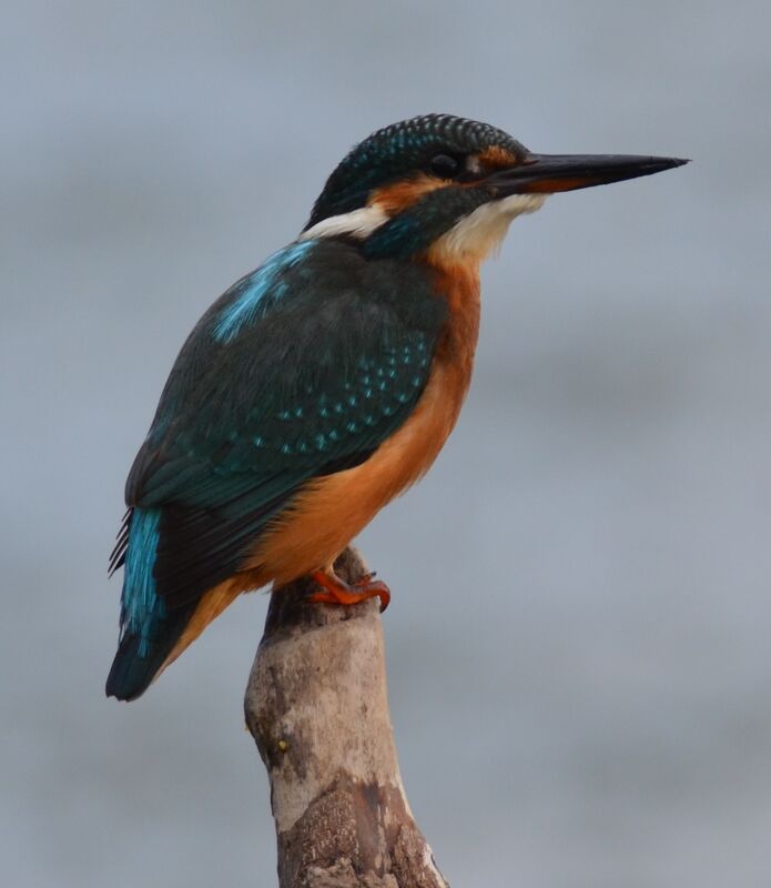 Martin-pêcheur d'Europe mâle adulte, identification