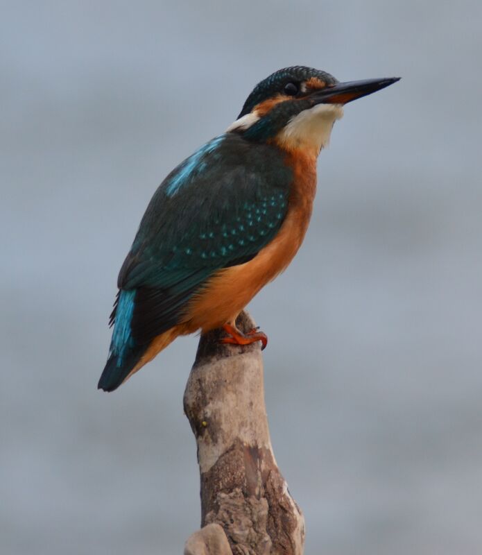 Martin-pêcheur d'Europe mâle adulte, identification