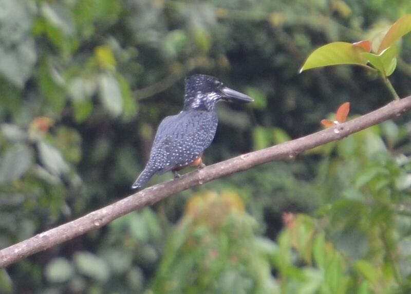 Martin-pêcheur géantadulte, identification