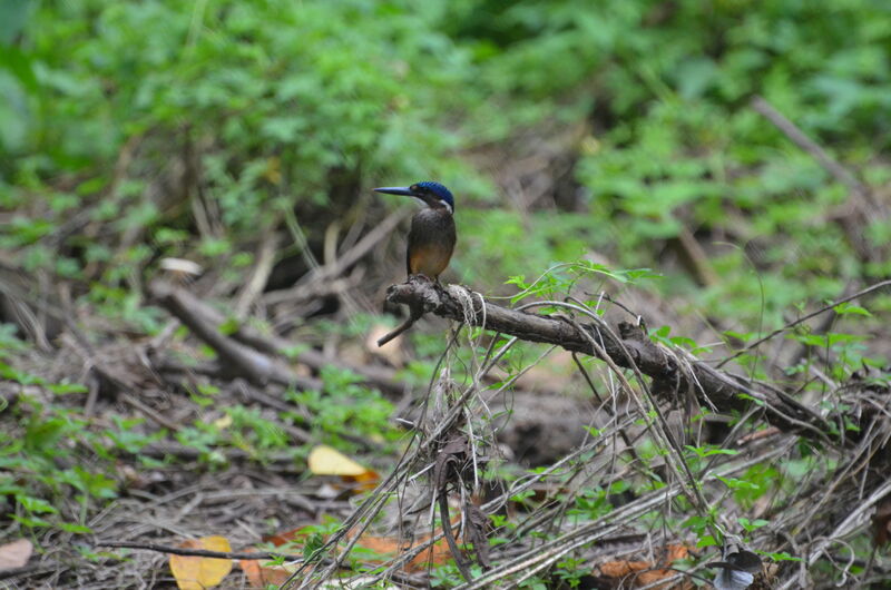 Martin-pêcheur huppéjuvénile, identification