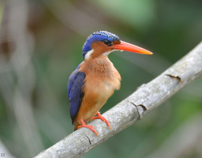 Martin-pêcheur huppéadulte, identification