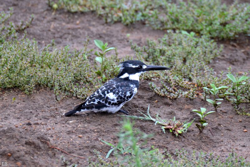 Pied Kingfisheradult, identification