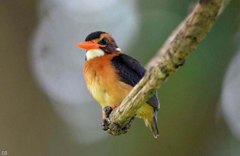 African Pygmy Kingfishersubadult, identification