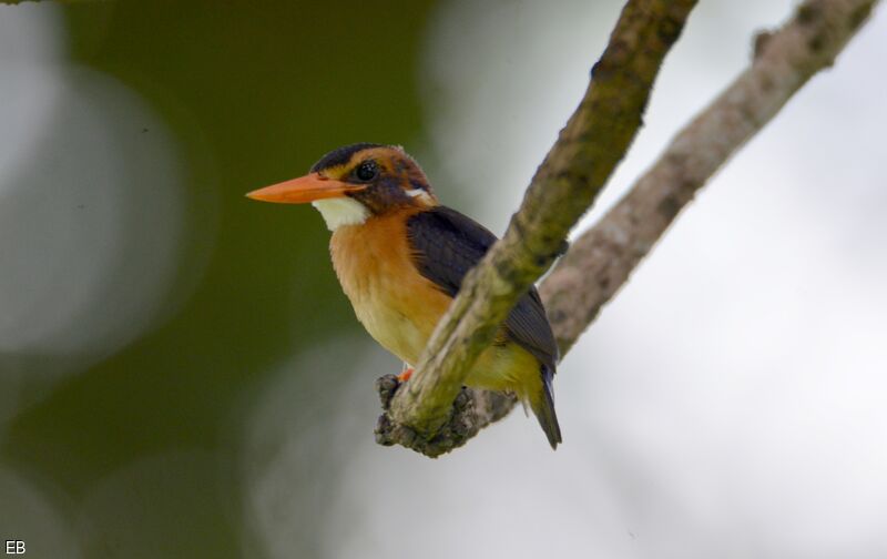 Martin-pêcheur pygméesubadulte, identification